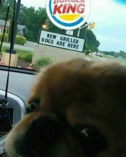 Dog Sees Grilled Dogs Sign