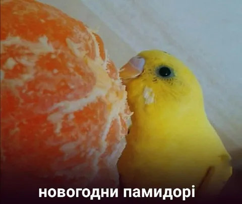 Новогодни памилдорі