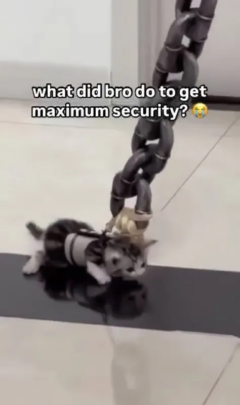 Cat Gets Maximum Security