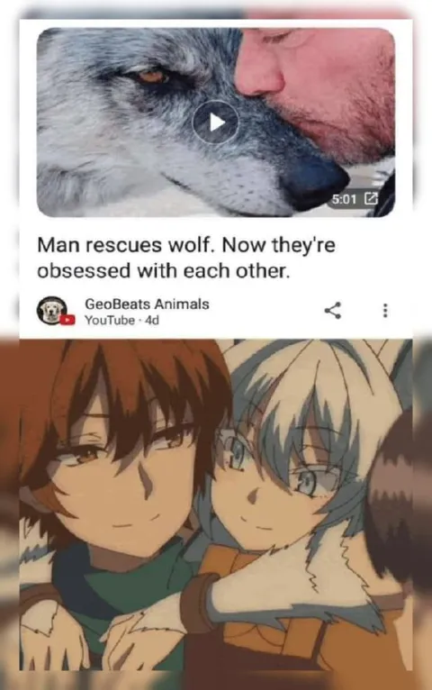 Man Rescues Wolf, Instant Obsession