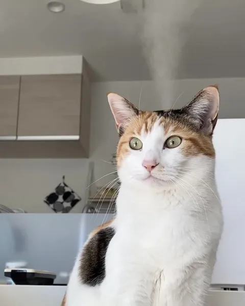 Кот постепенно засыпает