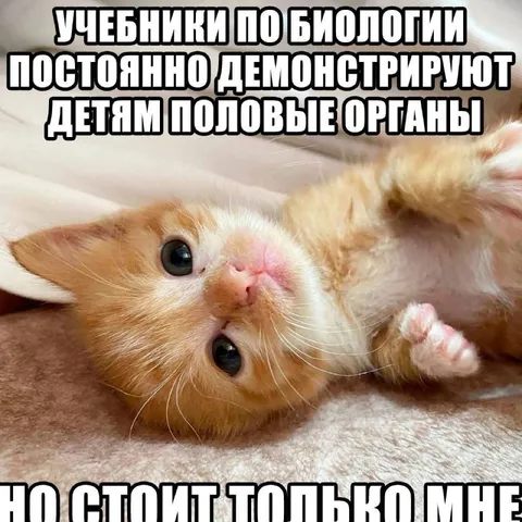 Учебники по биологии и котёнок