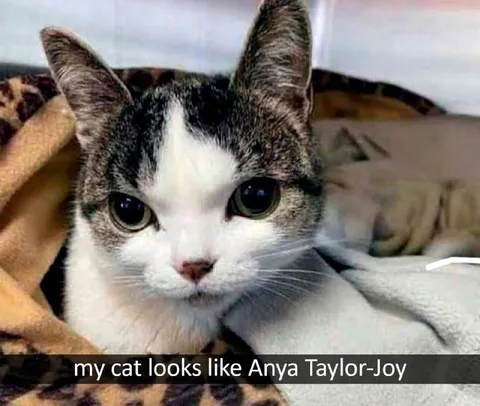Cat Looks Like Anya Taylor-Joy
