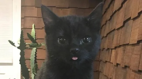 Грустный чёрный котёнок