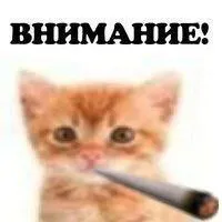 Внимание, котёнок с трубкой