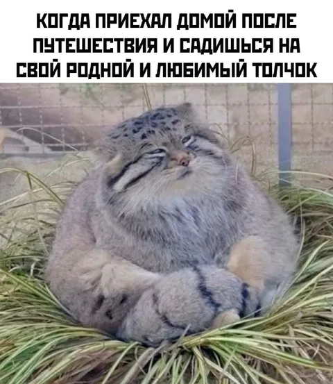 Любимый домашний толчок