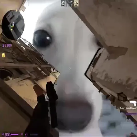 What the Fuck Dog in CS