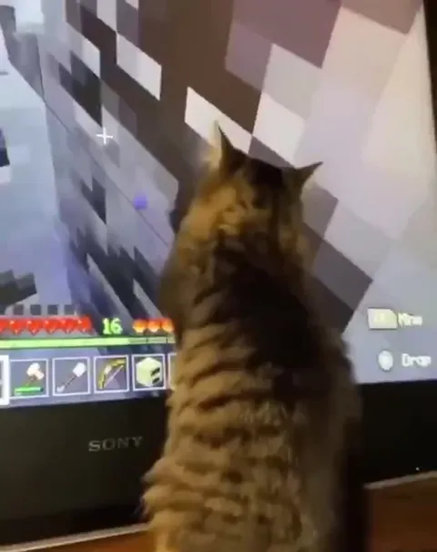 Кот играет в Minecraft