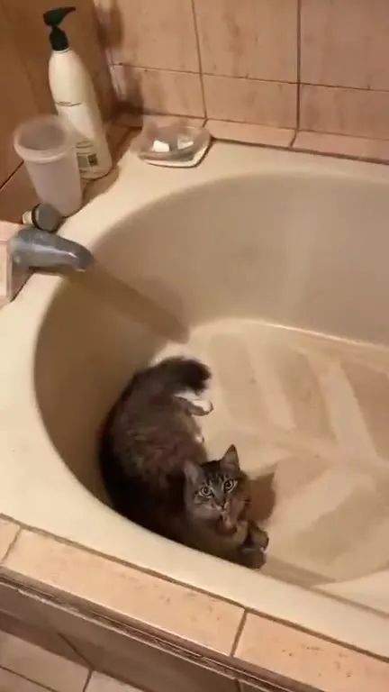 Кот в ванной под музыку