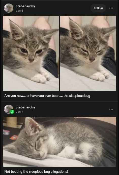 Sleepy Bug Allegations Cat