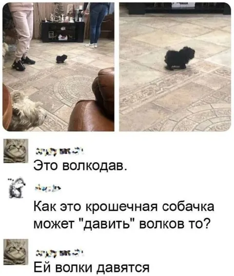 Крошечная собачка давит волков