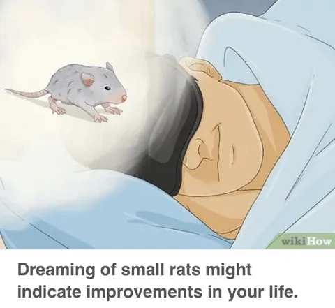 Dreaming of Small Rats