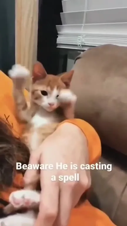 Kitten Casting a Spell