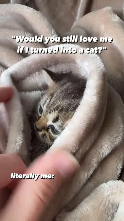 Would You Still Love Me as a Cat?