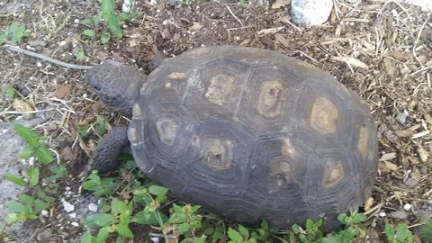 Черепаха медленно ползёт