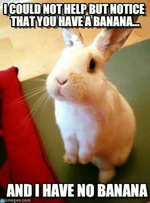 Rabbit Has No Banana
