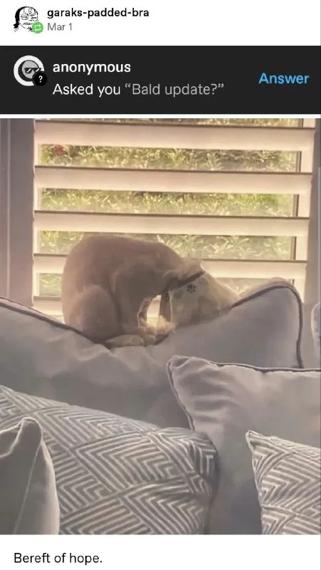 Cat’s Bald Update