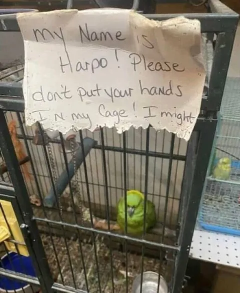 Harpo the Protective Parrot