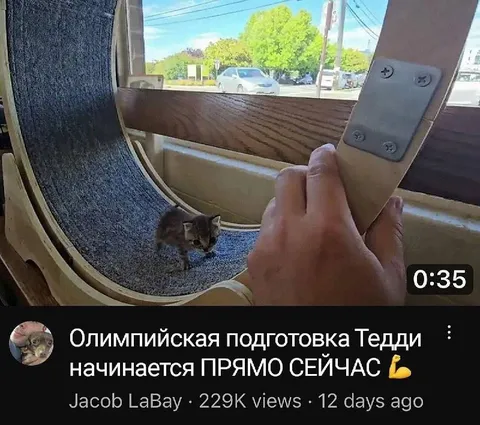 Олимпийская подготовка Тедди