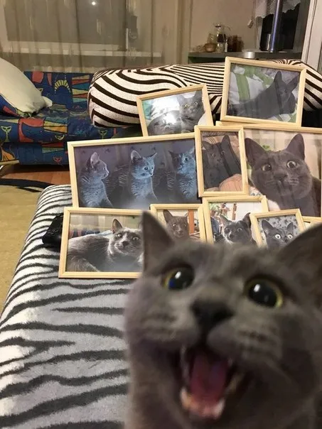 Кот среди портретов кота