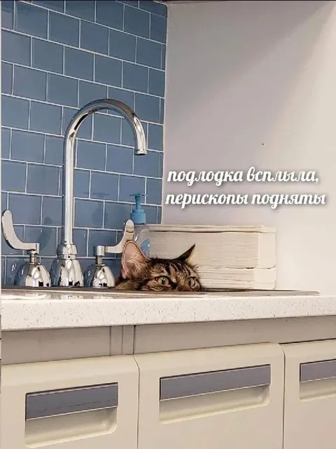 Кот-подлодка всплыл