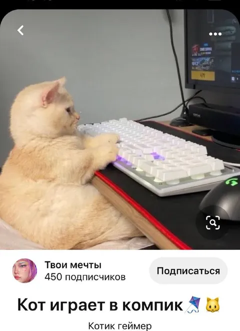 Котик геймер за компьютером
