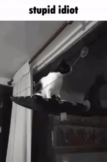 Stupid Cat Falls From Curtain Rod