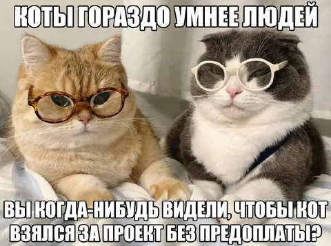Коты умнее людей