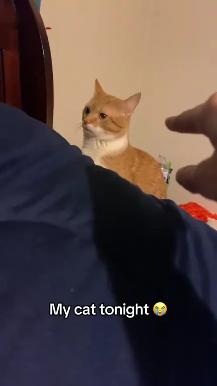 My Cat Tonight