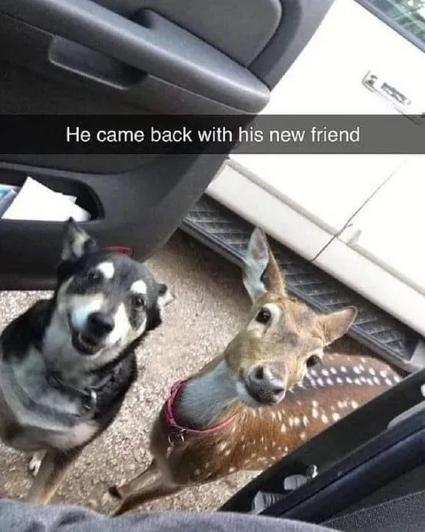 He Came Back With a New Friend