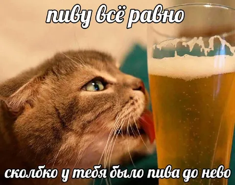 Кот просит пива