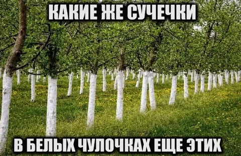 Сучечки в белых чулочках