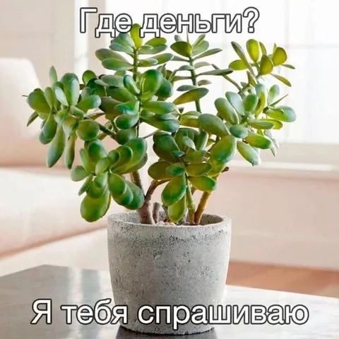 Где деньги, я тебя спрашиваю