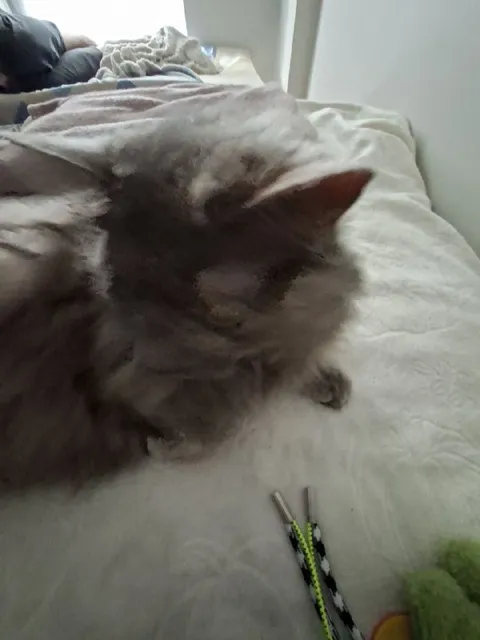 Кошка не хочет смотреть в камеру