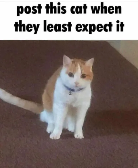 Post This Cat Unexpectedly