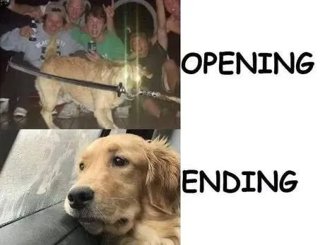 Opening Ending Golden Retriever