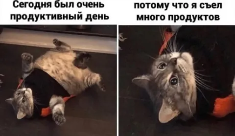 Продуктивный день с котом