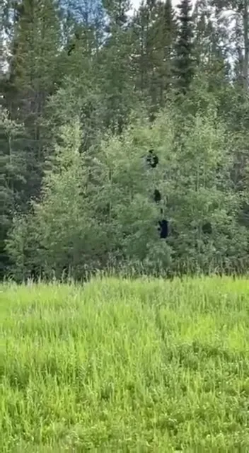 Медведи спускаются с дерева