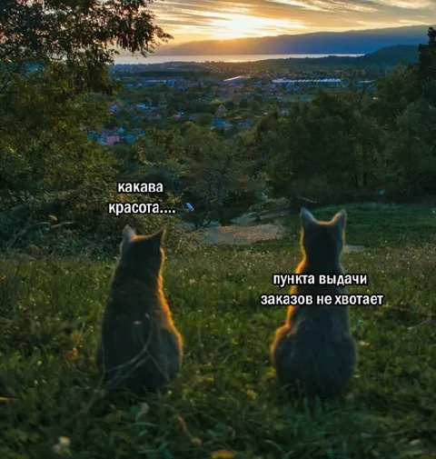 Коты смотрят на красивый пейзаж