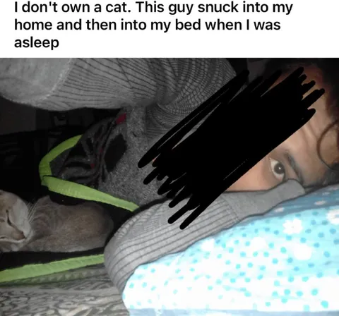 Cat Sneaks Into Bed