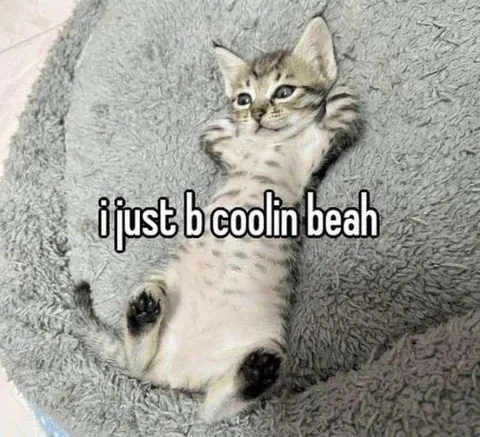 Kitten Just Be Coolin