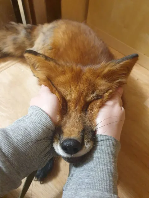 Лиса, которую тискают