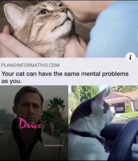 Your Cat Can Drive