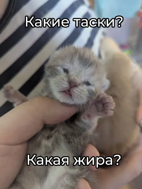 Какие таски? Какая жироа?