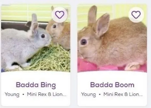 Badda Bing Badda Boom Rabbits