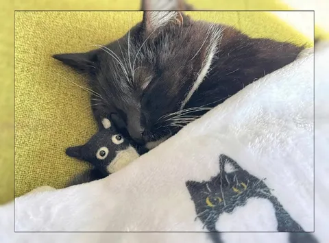Кот прячется под одеялом