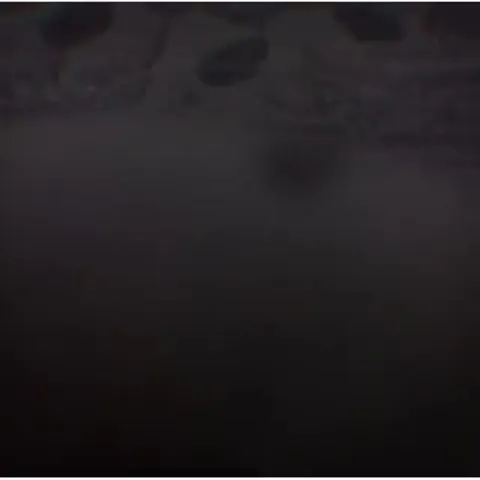 Кот танцует под музыку