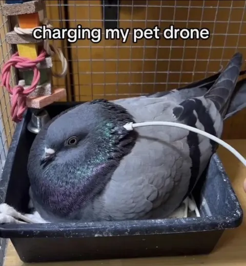 Charging My Pet Drone