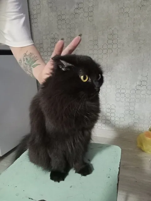 Кот с заячьими ушками
