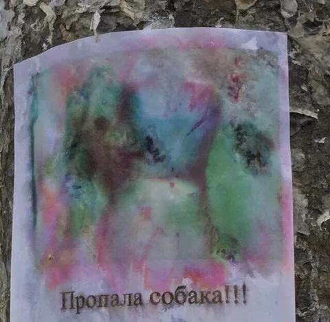 Пропала собака объявление